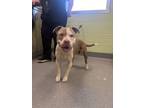 Adopt Big Mac a American Staffordshire Terrier, Mixed Breed