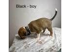 Adopt Black Male a Pit Bull Terrier, Australian Shepherd