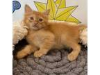 Adopt French Fry a Domestic Medium Hair, Maine Coon