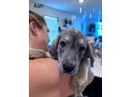 Adopt Ash a Poodle, German Shepherd Dog