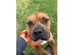 Adopt Tiny a American Bully