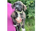 Adopt Willie a Mixed Breed