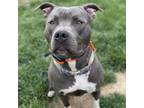Adopt Valor a Pit Bull Terrier