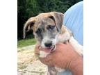 Adopt Cooper a Mixed Breed