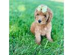 Mutt Puppy for sale in Troy, MO, USA