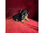 Yorkshire Terrier Puppy for sale in Picayune, MS, USA