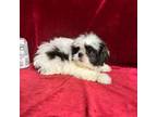 Shih Tzu Puppy for sale in Picayune, MS, USA