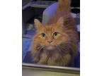 Adopt Chandler a Maine Coon, Domestic Long Hair