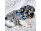 Schnauzer (Miniature) Puppy for sale in Woodburn, IN, USA
