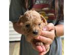 Poodle (Toy) Puppy for sale in Denham Springs, LA, USA