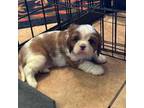Cavalier King Charles Spaniel Puppy for sale in Tempe, AZ, USA