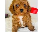 Poodle (Toy) Puppy for sale in Wausau, WI, USA
