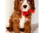 Cavapoo Puppy for sale in Wausau, WI, USA