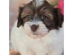 Havanese Puppy for sale in Scottsville, VA, USA