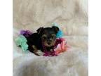 Yorkshire Terrier Puppy for sale in Culver, IN, USA