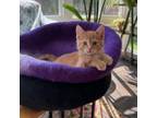 Adopt Tater Tot- Bonded to Squirrel a Domestic Short Hair