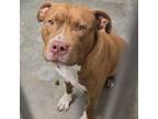 Adopt Jackson a American Staffordshire Terrier