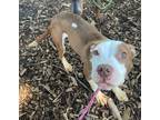 Adopt Rookie a Pit Bull Terrier