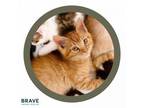Adopt Soy Sauce a Domestic Short Hair