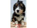 Adopt Justice a Bernese Mountain Dog, Poodle