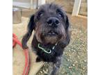 Adopt Roger a Mixed Breed