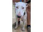 Adopt Spudd a Bull Terrier, Mixed Breed
