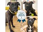 Adopt Racer a Mixed Breed