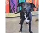 Adopt Cash a Black Labrador Retriever, Mixed Breed