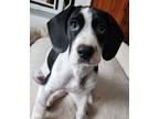 Adopt Sid a Beagle