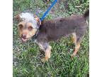 Adopt Joe Exotic a Wirehaired Terrier