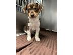 Adopt Willester a Mixed Breed