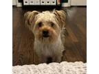 Adopt Hayes a Yorkshire Terrier