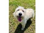 PATRICIA* Great Pyrenees Adult Female