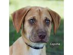 CAPONE* American Pit Bull Terrier Puppy Male