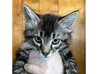 Rodney Domestic Shorthair Kitten Male