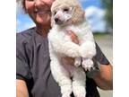 Poodle (Toy) Puppy for sale in Gay, GA, USA