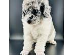 Poodle (Toy) Puppy for sale in Gay, GA, USA