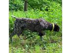 German Shorthaired Pointer Puppy for sale in Equinunk, PA, USA