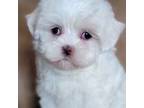 Mal-Shi Puppy for sale in Camilla, GA, USA