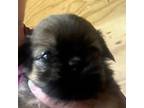 Shih Tzu Puppy for sale in Oktaha, OK, USA
