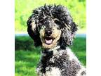 TRACKER The POODLE Poodle (Miniature) Young Male