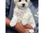 Bichon Frise Puppy for sale in Granger, WA, USA