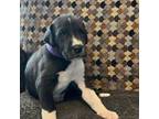 Great Dane Puppy for sale in Bridgeton, NJ, USA