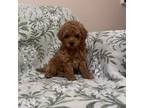 Maltipoo Puppy for sale in Hellertown, PA, USA