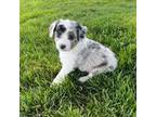 Miniature Australian Shepherd Puppy for sale in Malad City, ID, USA