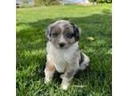 Miniature Australian Shepherd Puppy for sale in Malad City, ID, USA