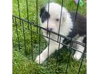 Old English Sheepdog Puppy for sale in Waverly, NY, USA