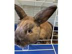 Honey, Lop-eared For Adoption In Sioux City, Iowa
