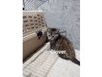 Clover, Domestic Shorthair For Adoption In Ogden, Utah