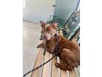Reggie, American Staffordshire Terrier For Adoption In Uvalde, Texas